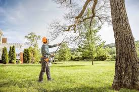 Best Tree Maintenance Programs  in Manchester, IA