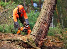 Best Root Management and Removal  in Manchester, IA