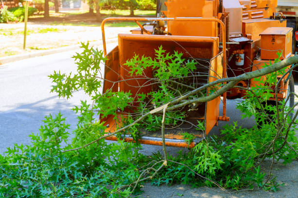 Best Tree Preservation Services  in Manchester, IA