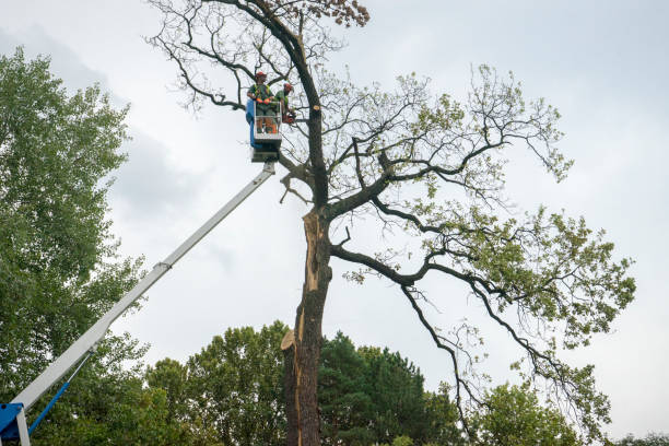 Best Seasonal Cleanup (Spring/Fall)  in Manchester, IA