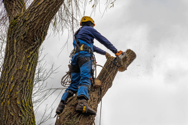 Best Root Management and Removal  in Manchester, IA