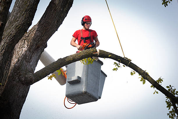 Best Stump Grinding and Removal  in Manchester, IA